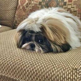 Shih Tzu Puppies from Willow Lane Shih Tzus