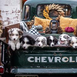 Australian Shepherd Puppies from Louvre Australian Shepherds