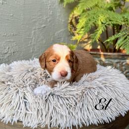 El - Apricot female Australian Labradoodle puppy in Morgan Hill, California from Loving Labradoodles