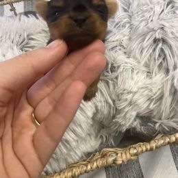 French Bulldog and Yorkshire Terrier Puppies from Katie’s Yorkies & Frenchies