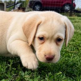 Royal - Yellow female Dilute Retriever puppy in Baldwin City, Kansas from Hedge Lane Labradors