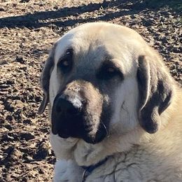 Augie - Anatolian Shepherd Dog