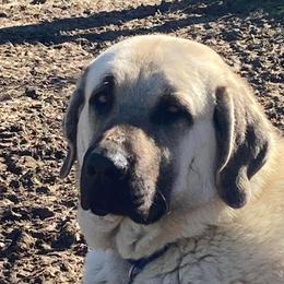 Augie - Anatolian Shepherd Dog