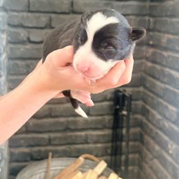 Buk - Black and white male Border Collie puppy in Taylor, Arizona from Vowell Farm Border Collies