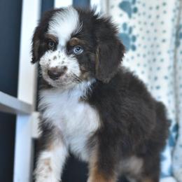 Kettle Corn - Red tri-color male Aussiedoodle puppy in Delta, Colorado from PTK Ranch