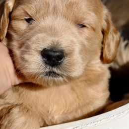 Goldendoodles, Golden Retrievers, and Pomskies from Husky Hill Kennel