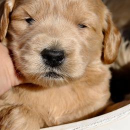 Goldendoodles, Golden Retrievers, and Pomskies from Husky Hill Kennel