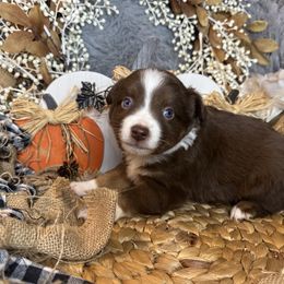Russells Reserve - Red merle male Miniature Australian Shepherd puppy in California from Eagle River Aussies