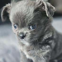 AKC Fluffy Blue  boy - Blue and white male Chihuahua puppy in Brooklyn, New York from Nadezhda's Chihuahuas