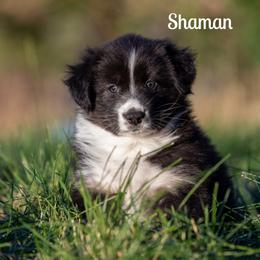 Shaman - Black tri-color female Australian Shepherd puppy in Benton City, Washington from Eventide Australian Shepherds