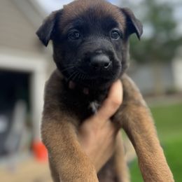 Belgian Malinois Puppies from Fromage Malinois