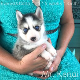 Pomsky Puppies from Dakota Pomskies