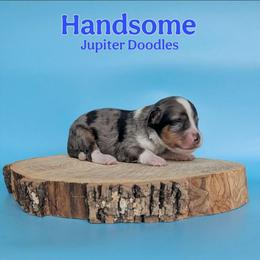 Handsome - Blue merle male Aussiedoodle puppy in Lake Bronson, Minnesota from Jupiter Doodles