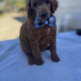 Teal collar - Apricot male Poodle puppy in Riverside, California from Riverside red poodles