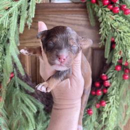Mr. Potter - Sable male Bernedoodle puppy in Superior, Arizona from Mountain Bridge Doodles