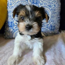 Forest (boy2) - Black tan and white male Biewer Terrier puppy in Las Cruces, New Mexico from De La Rosa Biewers