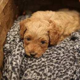 Australian Labradoodle Puppies from Majestic Labradoodles