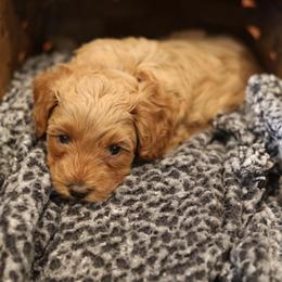 Australian Labradoodle Puppies from Majestic Labradoodles