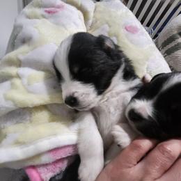 Miniature American Shepherd Puppies from Aussie Mama Sage