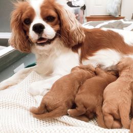 Cavachon, Cavalier King Charles Spaniel, and Cavapoo Puppies from Comfort Cavs