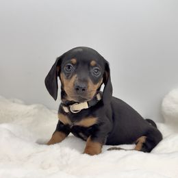Jaz - Black and tan female Dachshund puppy in Goodyear, Arizona from AZ Royal Doxies llc