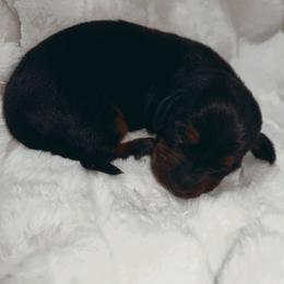 Moonlight - Black and tan male Dachshund puppy in San Diego, California from Enchantables