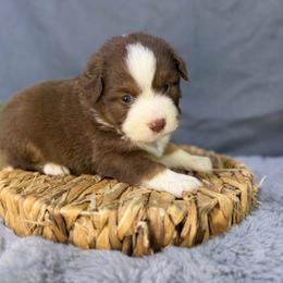 Finn - Red male Miniature American Shepherd puppy in Clinton, Missouri from Mockingbirds American Minis