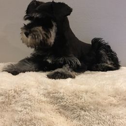 Miniature Schnauzer Puppies from D’Elegant Paws