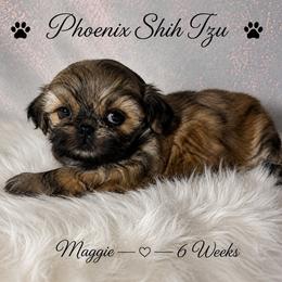 Maggie - Gold female Shih Tzu puppy in Hayden, Idaho from Phoenix Shih Tzu