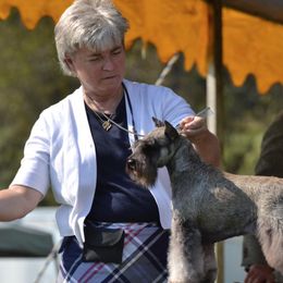 Miniature Schnauzers from Saxony Miniature Schnauzers