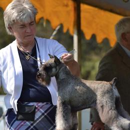 Miniature Schnauzers from Saxony Miniature Schnauzers