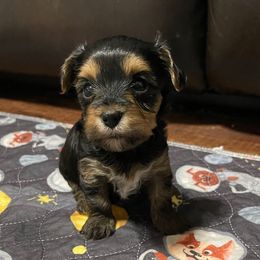Sage - Black and tan female Yorkshire Terrier puppy in Atlanta, Georgia from Waggin Buddies Litter