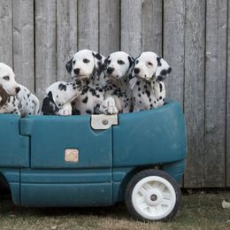 Dalmatian Puppies from Spothaven Dalmatians