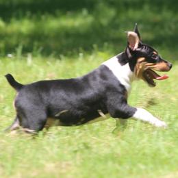 Rat Terrier Puppies from Walnut Acre Decker Terrier and ODT