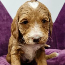 Purple Female - Apricot female Goldendoodle puppy in Great Falls, Montana from Montana Goldendoodles