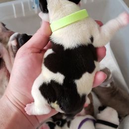 English Bulldog Puppies from Ruza's Bulldogs