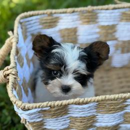Charles - Black tan and white male Biewer Terrier puppy in Liberty, Texas from Tiny Yorkshire pups