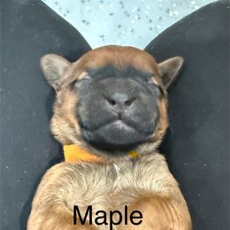 Maple - Wheaten female Whoodle puppy in Pima, Arizona from Schmidt's K9s