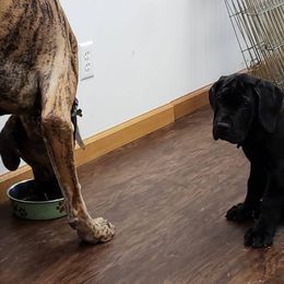Boerboel Puppies from Standing Stone Boerboels