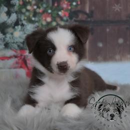 Zaychella - Red tri-color female Australian Shepherd puppy in Fultonville, New York from Sandy Aussies & Pomeranians