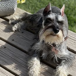 Miniature Australian Shepherds, Miniature Schnauzers, and Toy Australian Shepherds from Roses Halfpint Ranch