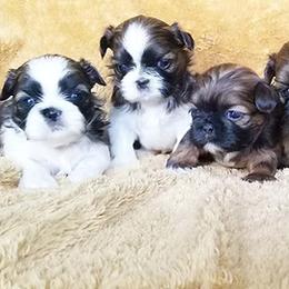 Shih Tzus from Blessed’s Shih Tzu