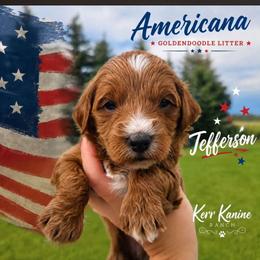 Jefferson - Apricot male Goldendoodle puppy in Ashton, Idaho from Kerr Kanine Ranch
