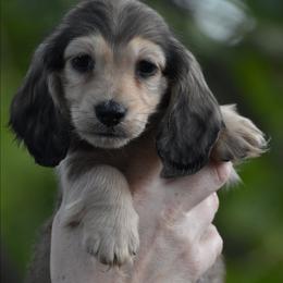 Waylon - Cream male Dachshund puppy in Lowell, Indiana from IvoryForge Dachshunds