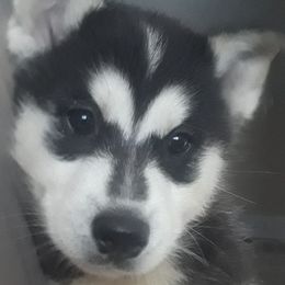 Siberian Huskies from Homemaker