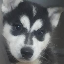 Siberian Huskies from Homemaker