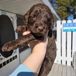 Buttercup - female Newfypoo puppy in Mckenzie, Tennessee from Small Town Doodles & Poodles