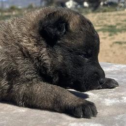 Purple-3 weeks old - Fawn male Belgian Malinois puppy in Golden Valley, Arizona from Desert Wind Kennels