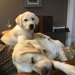 Labrador Retriever Puppies from Nancy Renzullo's Service Labradors