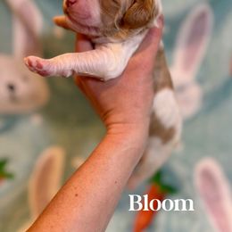 Goldendoodle Puppies from Bayshore Doodles